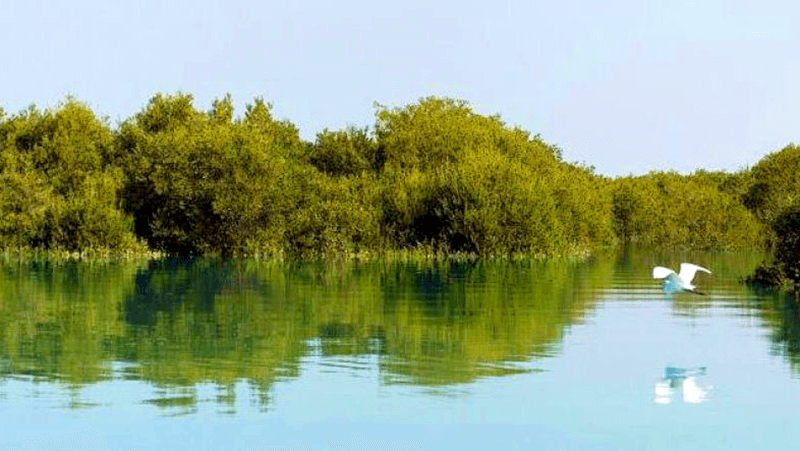 خلیج گواتر-جنگل حرا
