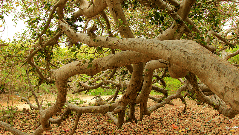 درخت مکرزن-انجیرمعابد