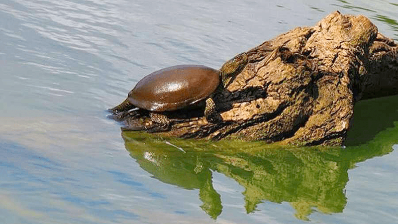 لاکپشت-دریاچه حلیمه جان