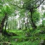 معرفی 7 پارک جنگلی زیبا برای کمپینگ در نوروز