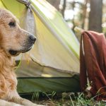 نکات مفید کمپینگ با حیوانات خانگی | سفر با سگ | زیگوکمپ